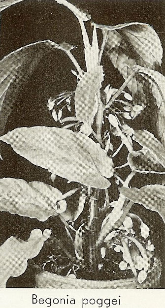 B. poggei